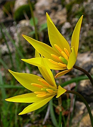 Wild Tulips - Tulipa sylvestris australis © Teresa Farino